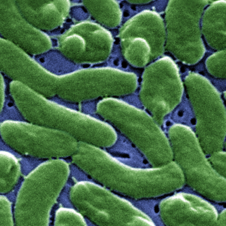 Climate warming and increasing Vibrio vulnificus infections in North America