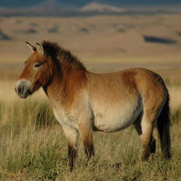 Genome of the last living wild horse species mapped