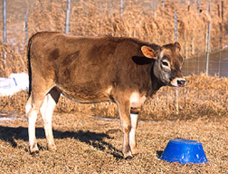 Scientists developed the first transgenic cow clone for mastitis disease resistance