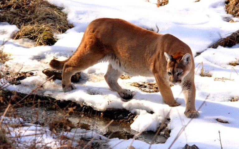 Paralyzed mountain lion found in Colorado first case of “staggering disease” in North America