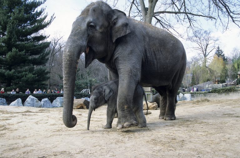 Houston Zoo Elephant Received First Ever mRNA EEHV Vaccine