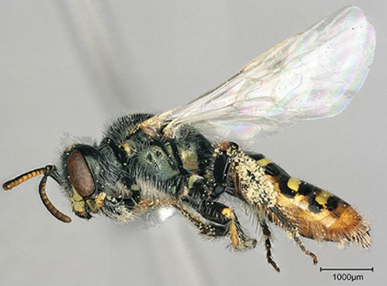 USDA, University Researchers Develop Near Chromosome-Level Genome for the Mojave Poppy Bee