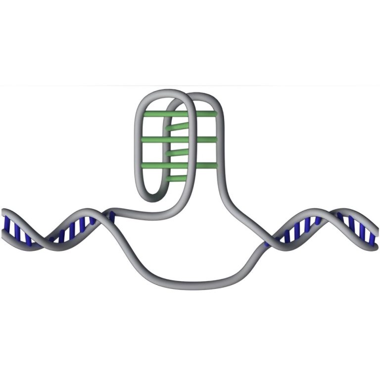 Researchers mapped 50,000 of DNA’s mysterious ‘knots’ in the human genome