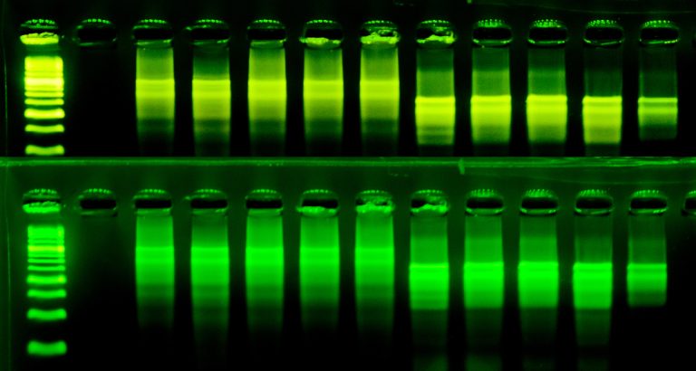 Capillary Electrophoresis DNA Sequencer device was developed at Iowa State University