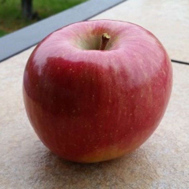 U.S. FDA Approved Arctic® Fuji Apple