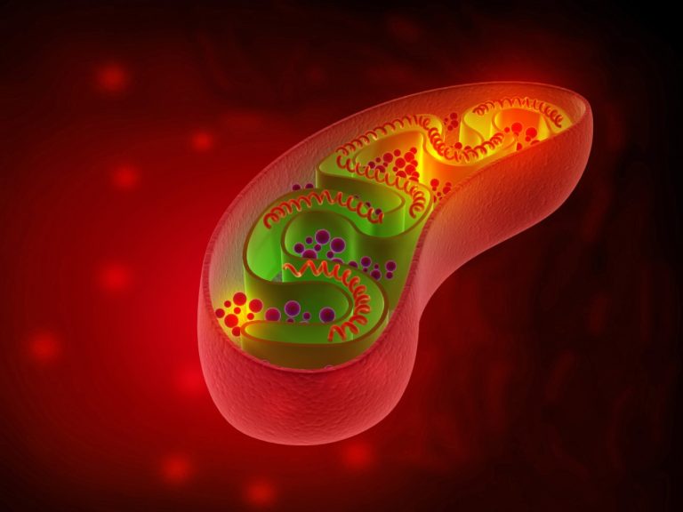 Research shows path to easier diagnosis of mitochondrial disorders