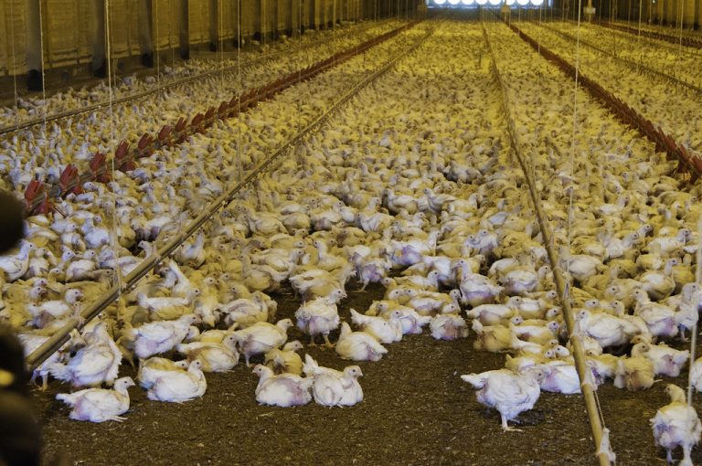 USDA confirmed highly pathogenic Avian influenza in Oklahoma