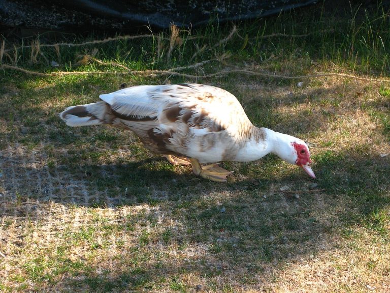 France kicked off world first bird flu vaccination despite trade backlash