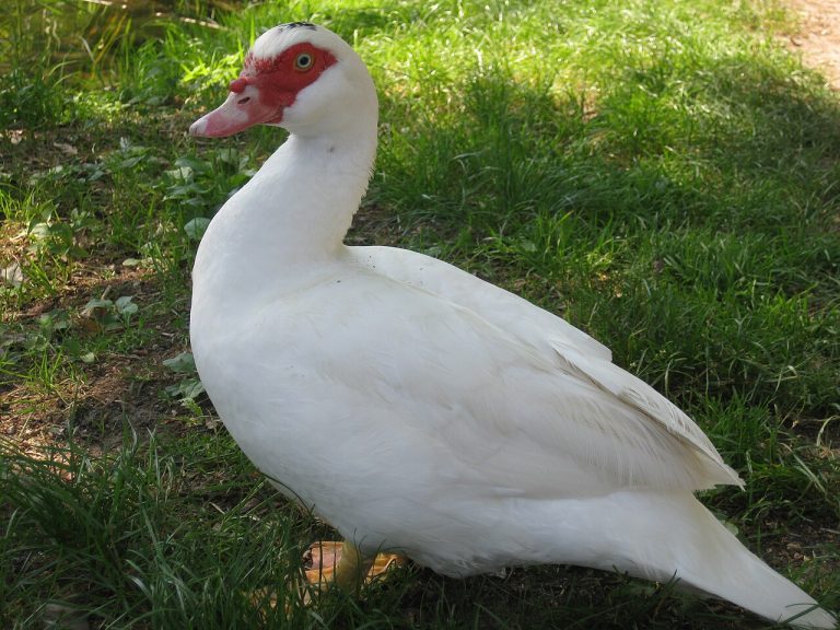 Avian Influenza Confirmed In Backyard Flock of Birds