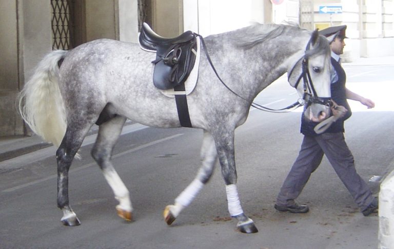 study found genetic variant for hair graying, susceptibility to skin melanoma in horses