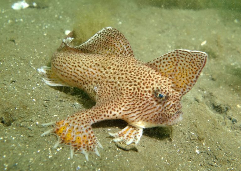 CSIRO scientists Sequenced first full genome of critically endangered ‘Walking’ Australian Spotted handfish