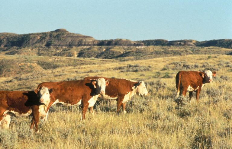 USDA Celebrated 100 Years of Agriculture Innovation at Fort Keogh Livestock and Range Research Laboratory