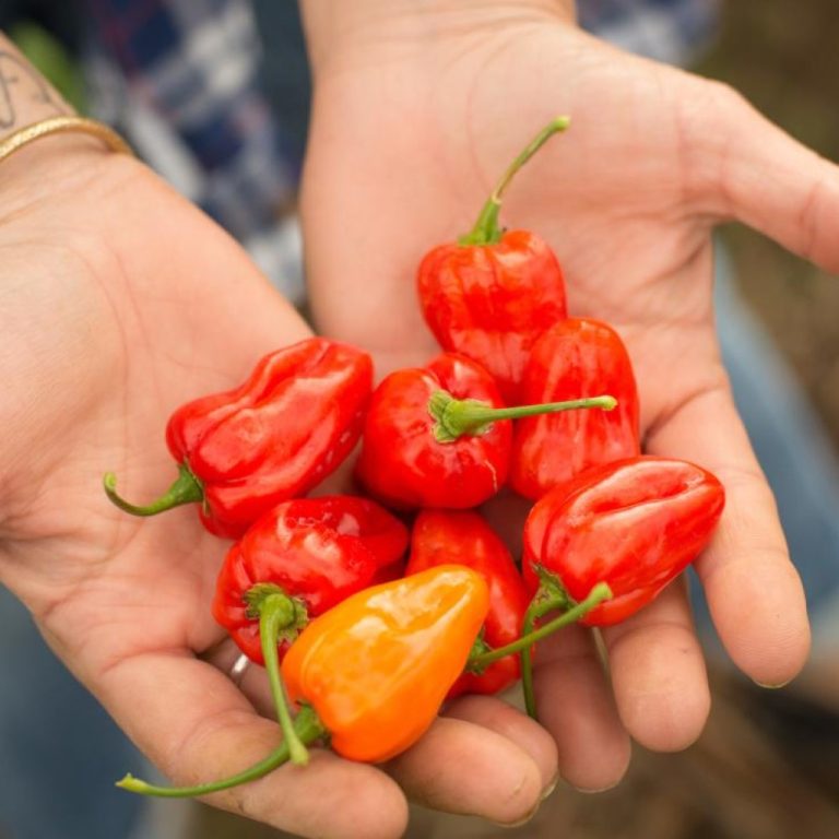 Mild habanero pepper varieties that are flavorful without the fire released by Oregon State University