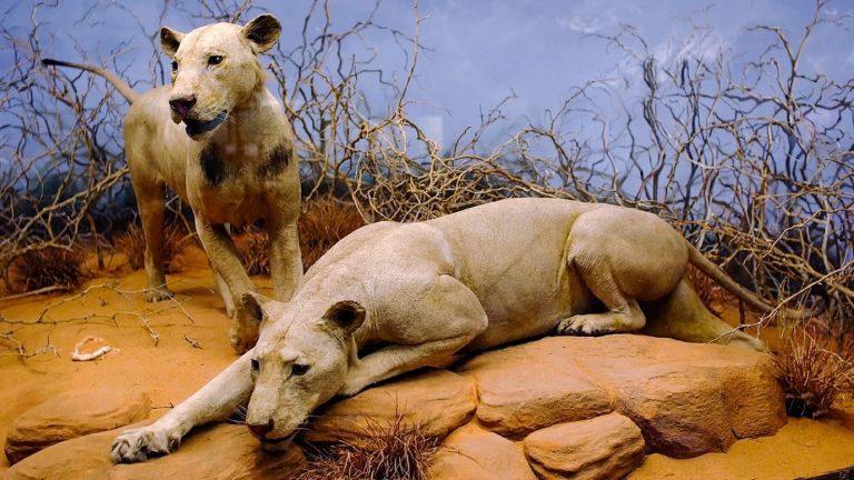 DNA from old hair confirmed macabre diet of 19th century Tsavo lions