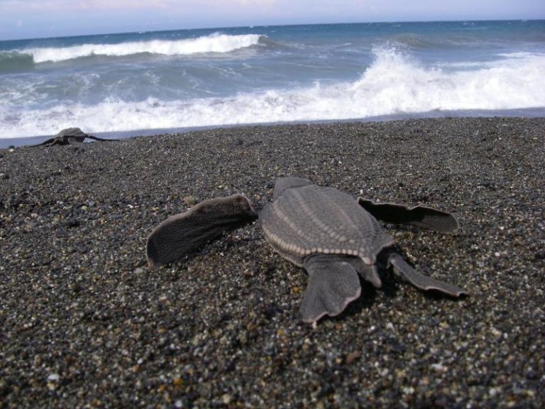 Sea Turtle Genome Revealed Ancient Roadmap of Survival