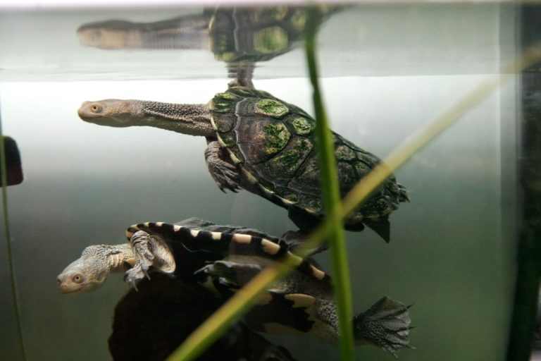 Turtle genome provided new clues on the evolution of vertebrates