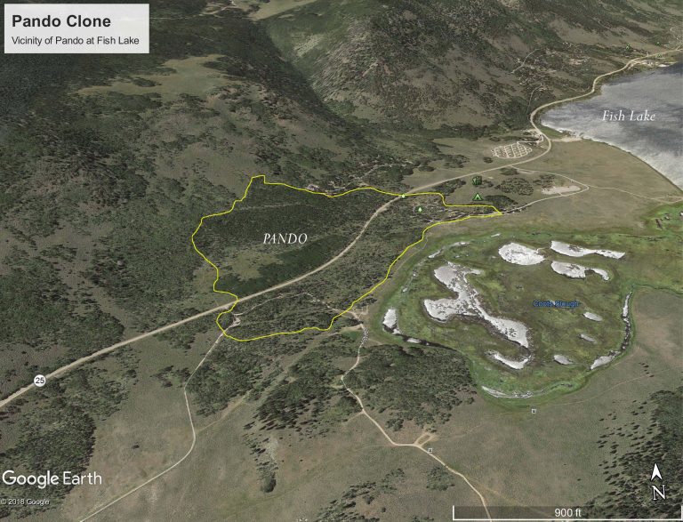 First Comprehensive Assessment of Pando Aspen Clone Revealed Critical Threats