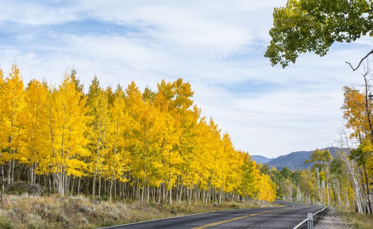 Utah State University Scientist Identified World’s Largest Organism