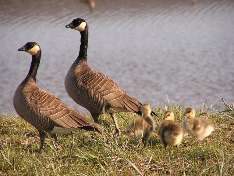 Oregon reports uptick in bird flu in fall migration of wild birds