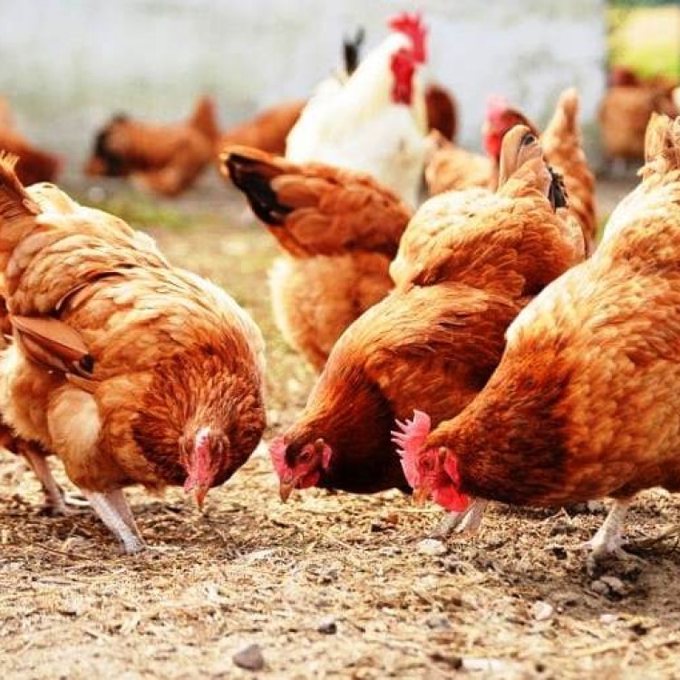 Fourth backyard flock tested positive for highly pathogenic avian influenza in Oregon