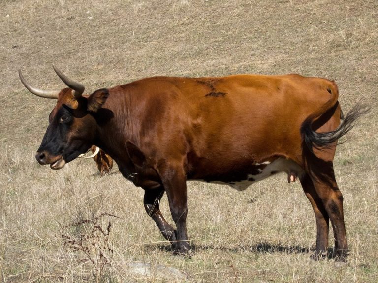 U.S. suspends Mexican cattle imports after New World screwworm case