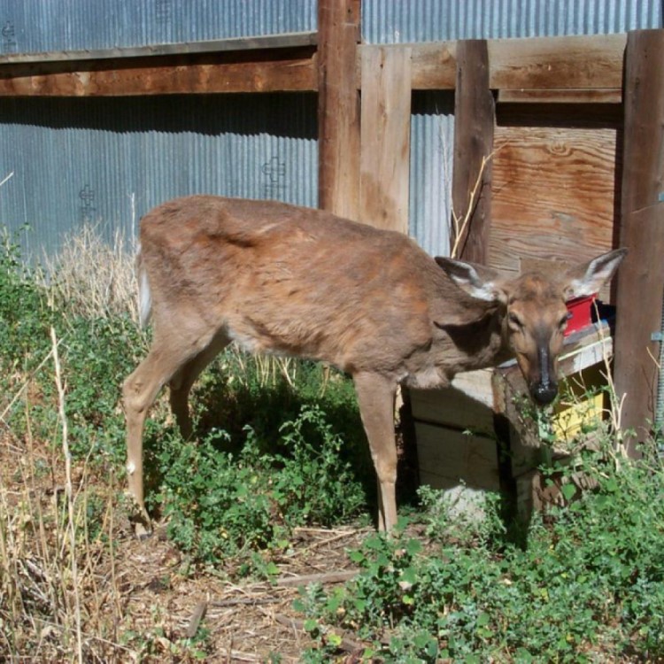 chronic wasting disease reported in Wyoming deer and elk