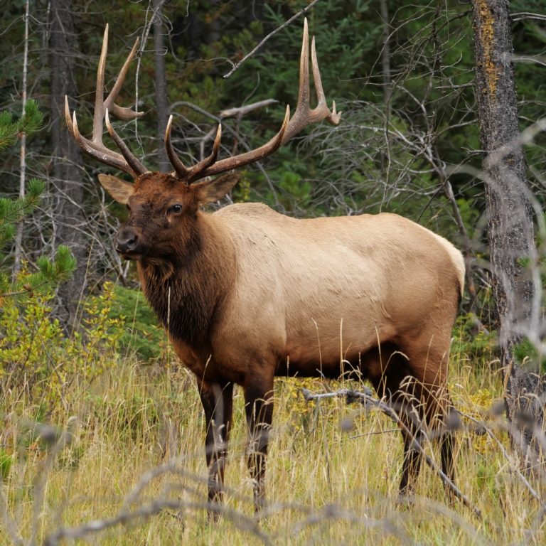 chronic wasting disease reported in Wyoming deer and elk