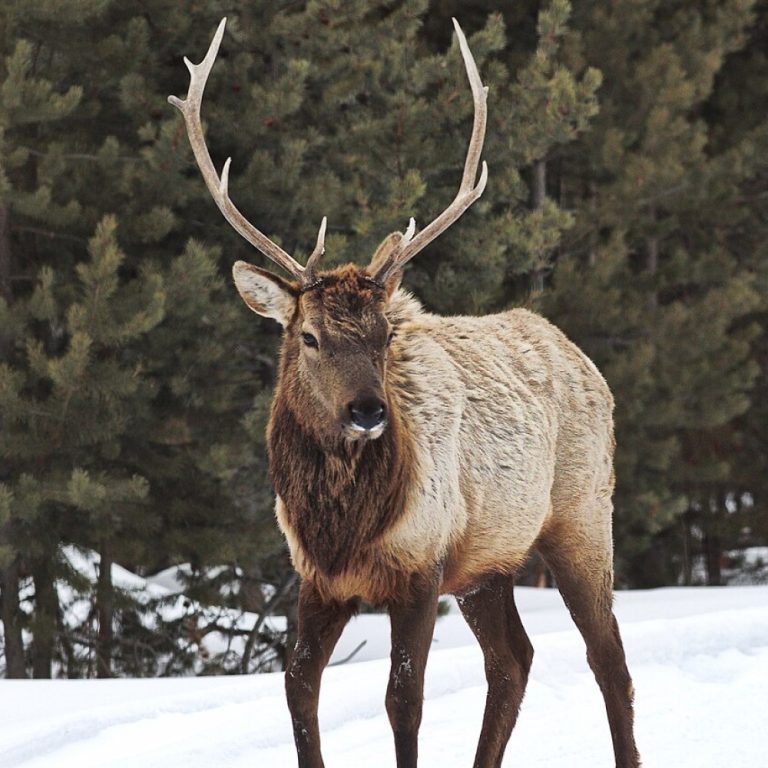 CWD prions confirmed in raw, cooked elk meat and water used for boiling, but risk to people unclear