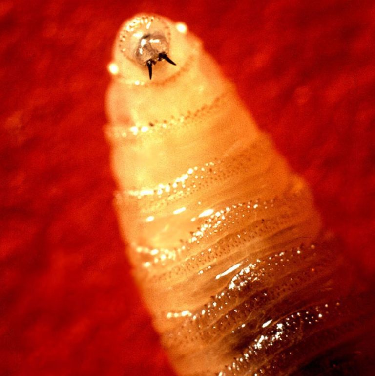 USDA eradicated New World screwworm from the United States