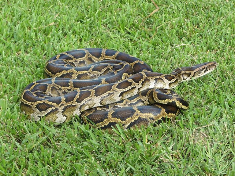 UF scientists developed groundbreaking method for detecting DNA of invasive snakes in Florida