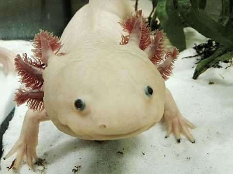 Scientists Sequenced Genome of Axolotl