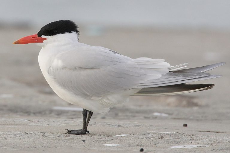 Washington coast avian flu outbreak devastated Caspian terns, jumped to seals