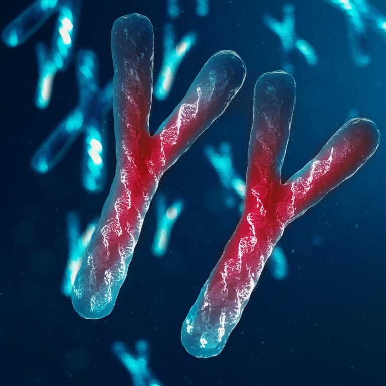 Detailed cell map unlocks secrets of how reproductive organs form