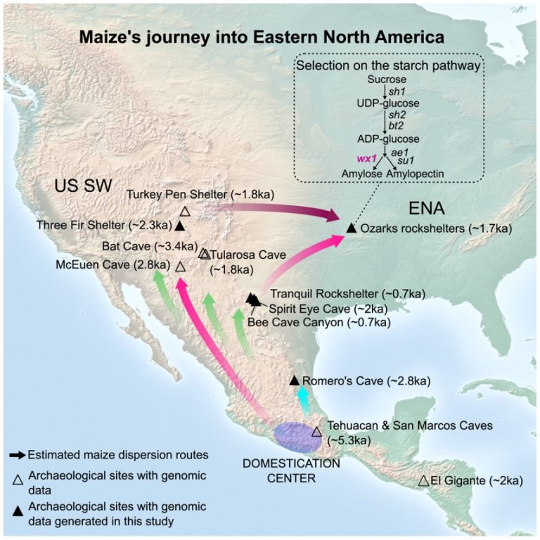 genomic origin of early maize in eastern North America reaveled