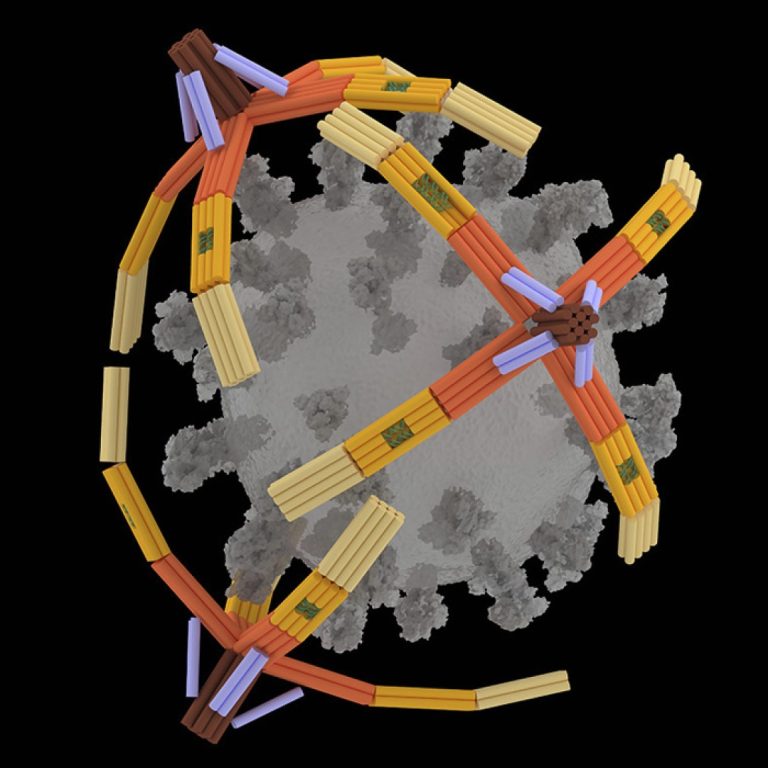 Nanorobot hand made of DNA grabs viruses for diagnostics and blocks cell entry