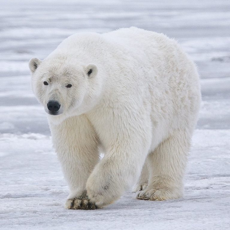 First polar bear died of avian flu