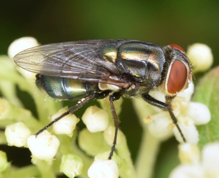 Flesh-eating screwworm may have been detected in South Texas, USDA says