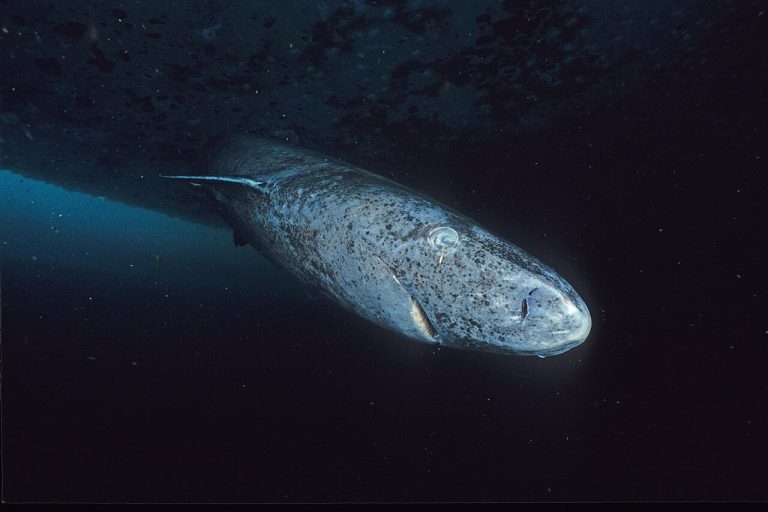 Scientists Sequenced Genome of Greenland Shark, world’s longest-living vertebrate