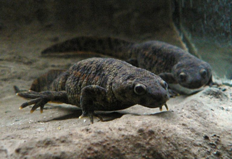 Mapping of a gigantic salamander genome reveals secrets of regeneration