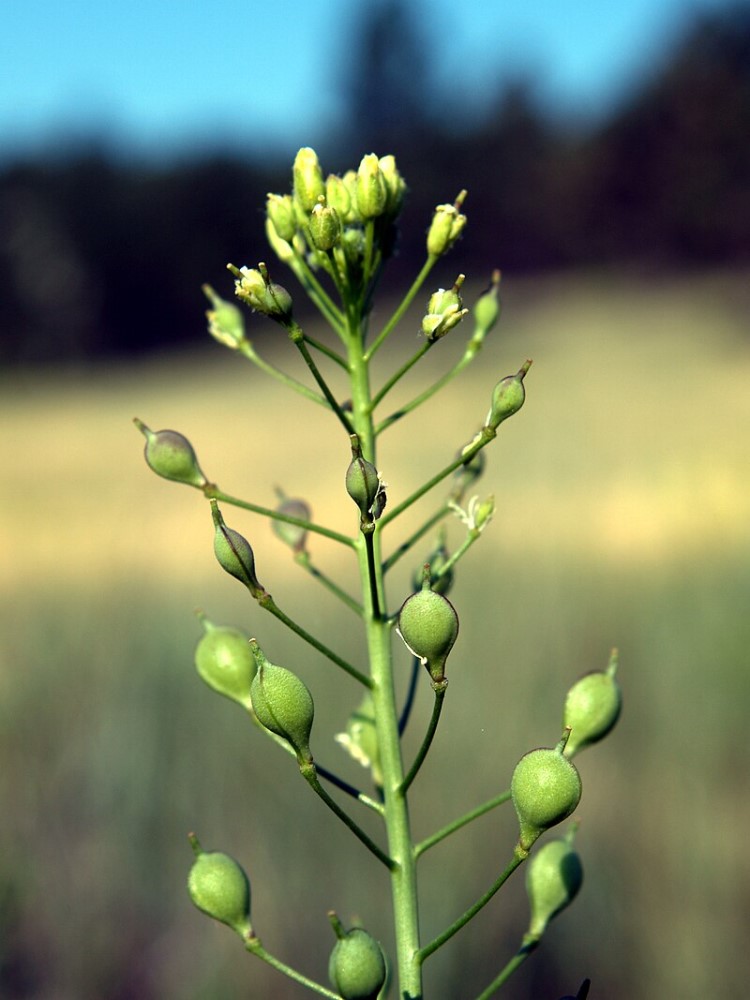 USDA-APHIS Determined  Yield10 Bioscience’s Omega-3 Camelina Varieties May Be Planted and Bred in the U.S.