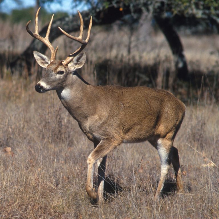 chronic wasting disease first observed in a captive deer in Colorado