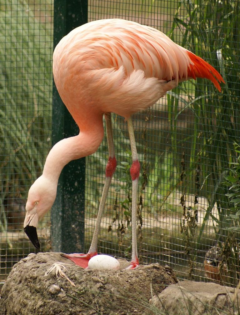 Avian Influenza Cause of Death in Harbor Seal and Chilean Flamingo at Lincoln Park Zoo