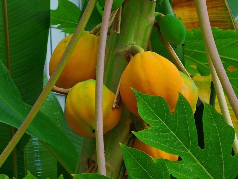 Japan Approved GM papaya Seed resistant to the Ringspot-Virus