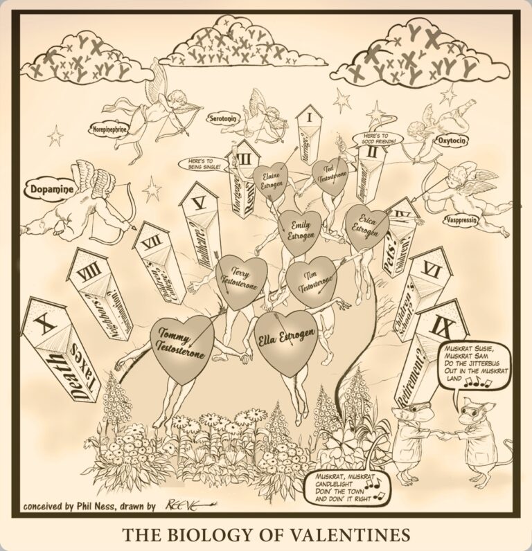 Biology of Valentines