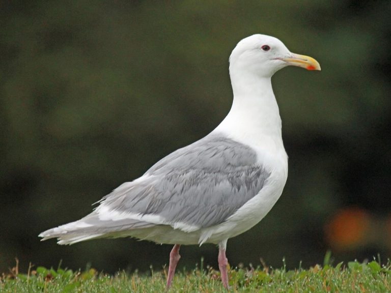 Antarctic expedition confirms the spread of the highly pathogenic avian influenza virus in the Weddell Sea