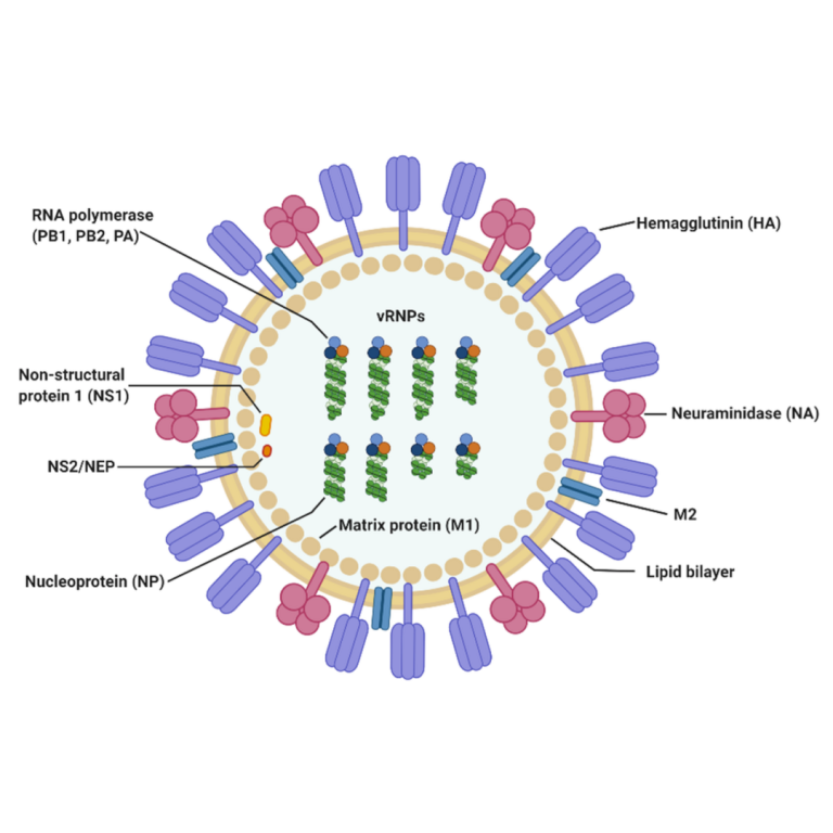 Janssen discontinued Pimodivir influenza development program