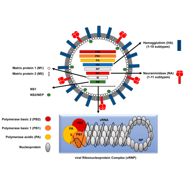 Intranasal and Versatope signed agreement to develop universal influenza vaccine based on OMV technology