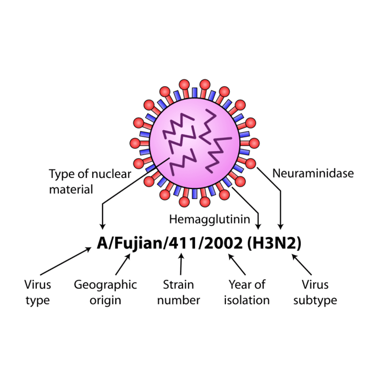 Flu mutation study suggested universal flu vaccine may be even more challenging than expected