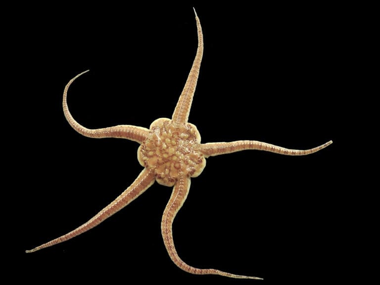 World-first deep-sea DNA study reveals global connectivity of marine life