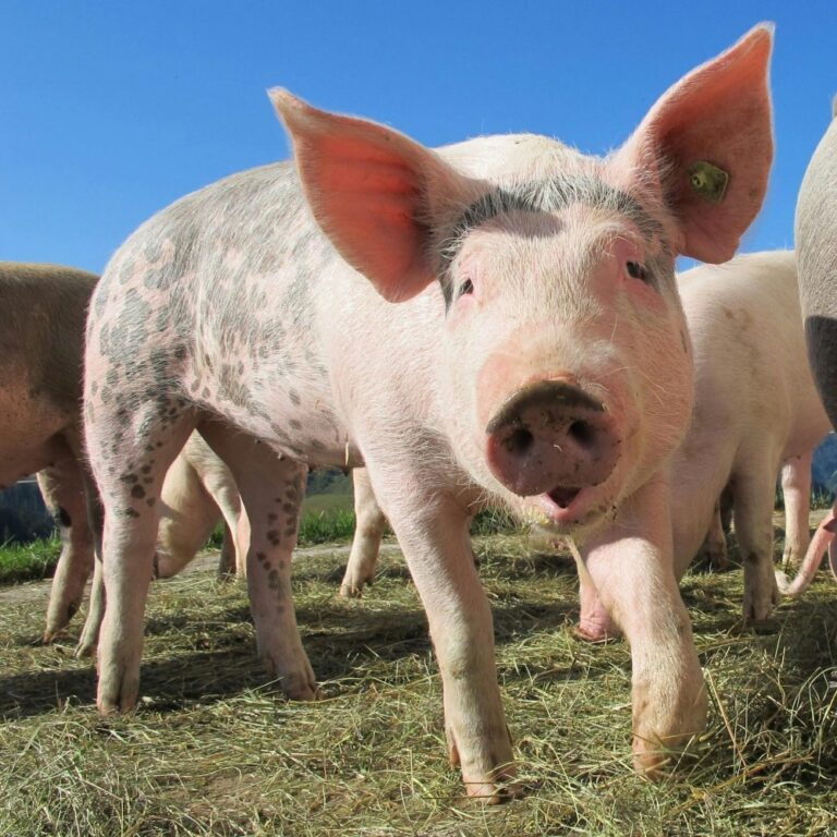 Pigs developed to be resistant to deadly virus